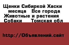 Щенки Сибиркой Хаски 2 месяца - Все города Животные и растения » Собаки   . Томская обл.